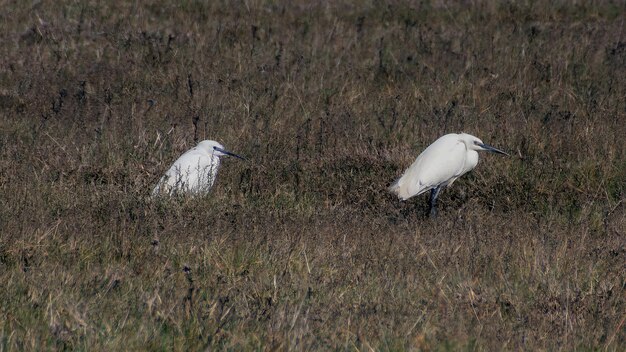 Un par de garzas de pie en la orilla del río