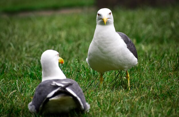 Un par de gaviotas descansando sobre la hierba