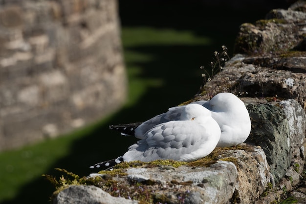 Un par de gaviotas dormidas en la pared del castillo de Beaumaris