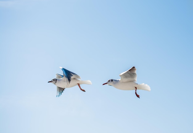 Par de gaviotas volando en el cielo sobre las aguas del mar