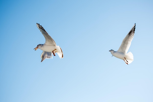 Par de gaviotas volando en el cielo