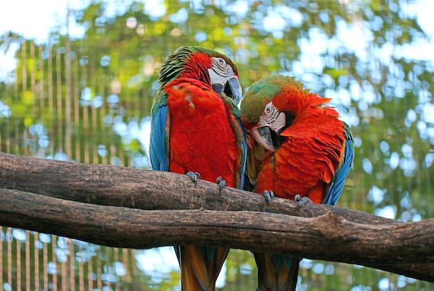 Par de guacamaya roja acicalarse al lado del árbol en Foz do Iguacu Brasil América del Sur