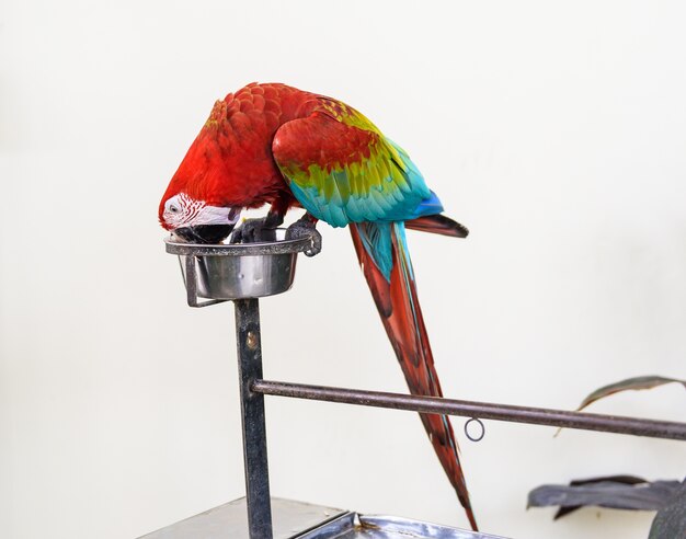 Foto un par de guacamayos rojos y azules comiendo