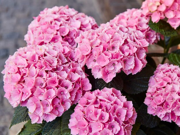 Par de hermosas flores rosadas