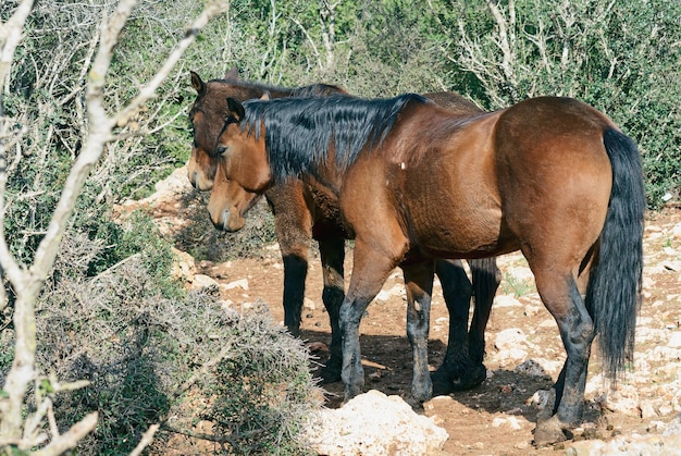 Par de hermosos caballos en la naturaleza.