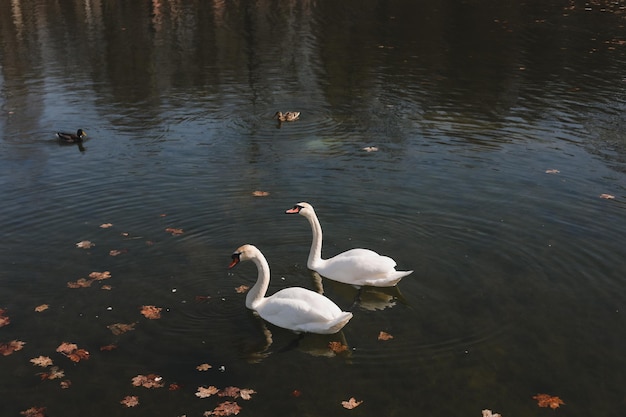 Un par de hermosos cisnes blancos en el agua Dos elegantes cisnes blancos nadan en el lago de aguas oscuras