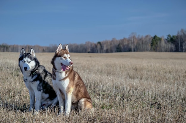 Un par de hermosos perros husky en un paseo por un campo de otoño en un día soleado