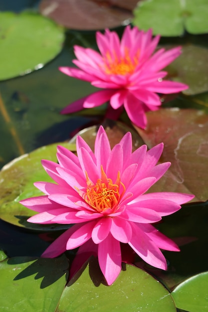 Foto par de impresionantes ninfas rosadas miss siam hardy nenúfares en las almohadillas verdes