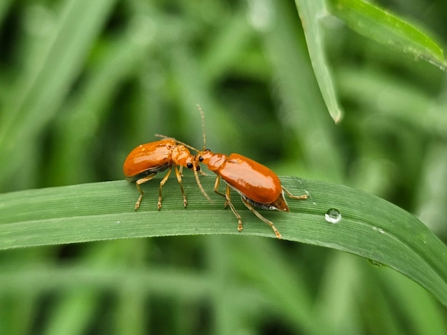 Un par de insectos muy cerca y se cuidan juntos en la hoja verde