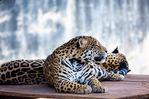 Un par de jaguares durmiendo y relajándose a la sombra. Jaguar tranquilo. De cerca.