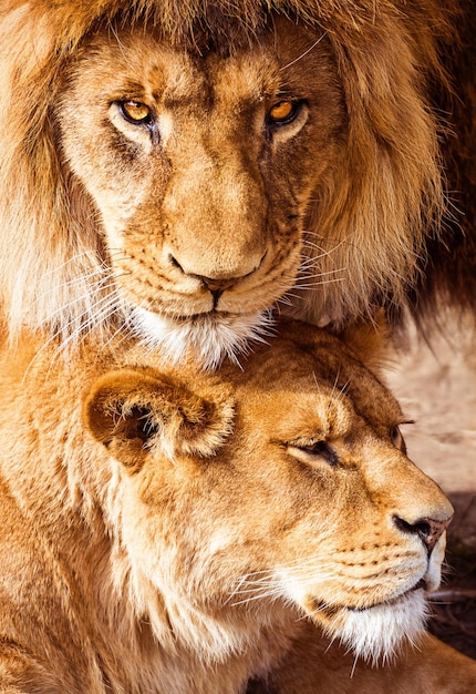 Un par de leones depredadores adultos aman y cuidan