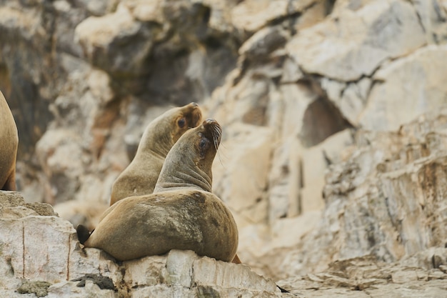 Par de leones marinos en la roca