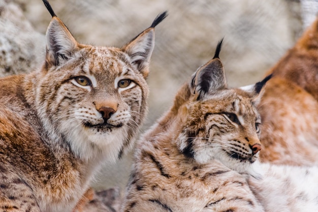 Par de lince eurasiático (Lynx lynx) descansando juntos