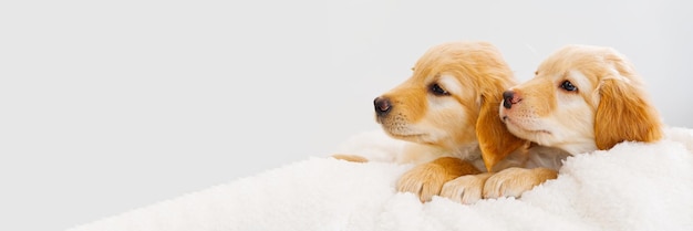 Un par de lindos cachorros juegan entre ellos Hovawart raza cachorro joven lindo y divertido