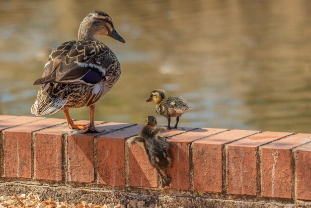 Un par de lindos patitos subiendo a una superficie de ladrillo frente a un lago