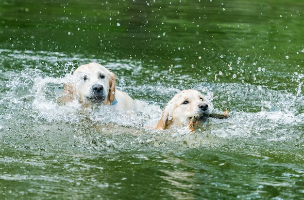 Par de lindos perros nadando en el agua