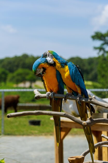 Par de loros guacamayos en la naturaleza Dos loros contando secretos