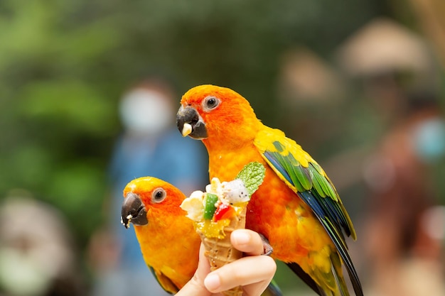 Un par de loros de pie en la mano de una persona alimentando a mano a los loros en Safari World Bangkok Thailand