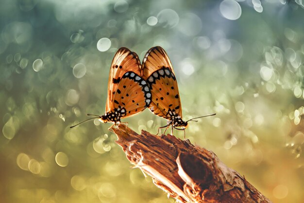 Un par de mariposas se están apareando