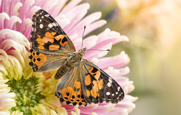 Un par de mariposas están sentadas sobre una flor rosa.