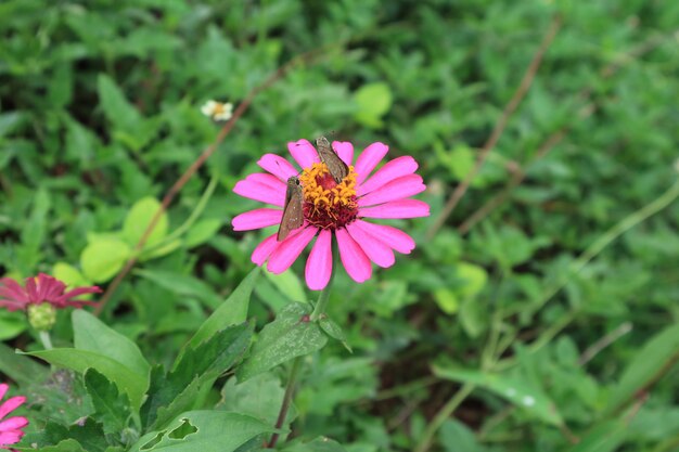 Un par de mariposas marrones que recogen néctar en una flor de Zinnia salvaje floreciente rosa vibrante