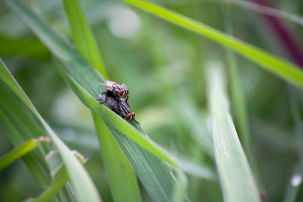 Foto un par de moscas en hojas de hierba en el jardín