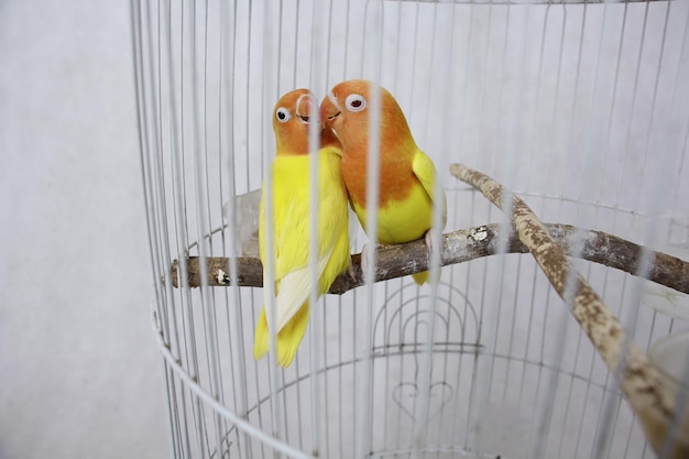 Un par de pájaros del amor en la jaula están besando a los pájaros amarillos