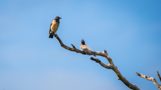 Un par de pájaros estorninos rosados se posan en un árbol muerto contra el cielo azul claro capturados en el parque nacional de Bundala