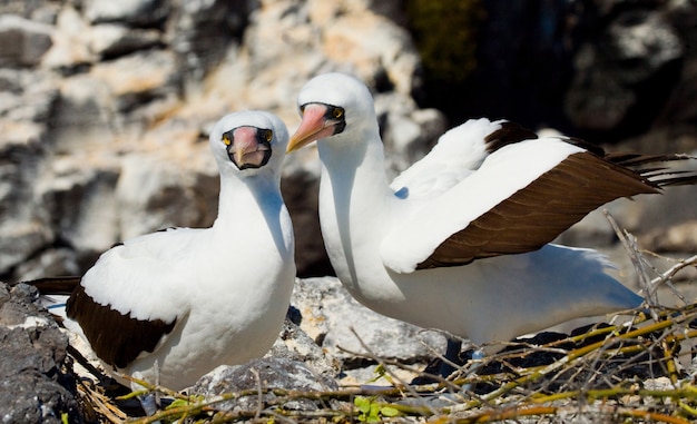 Par de pájaros piqueros blancos enmascarados están sentados en las rocas