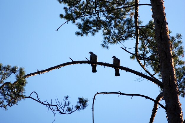 Un par de palomas en la rama de un árbol.