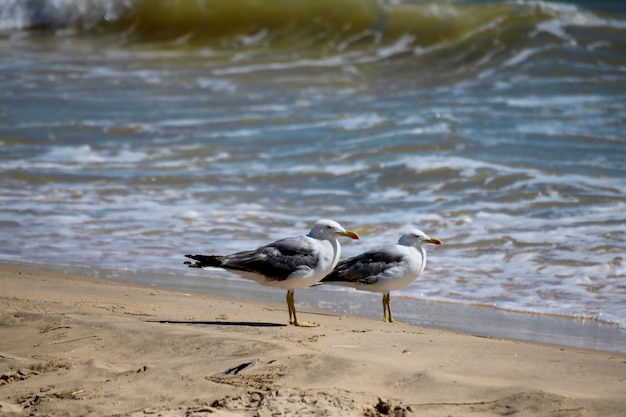 Par de patas amarillas (gaviotas Larus michahellis) en las playas del parque nacional.