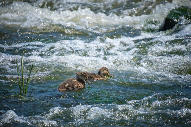 Un par de patitos están nadando en el río.