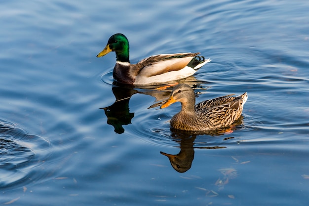 Un par de pato y drake nadan y nadan en el estanque