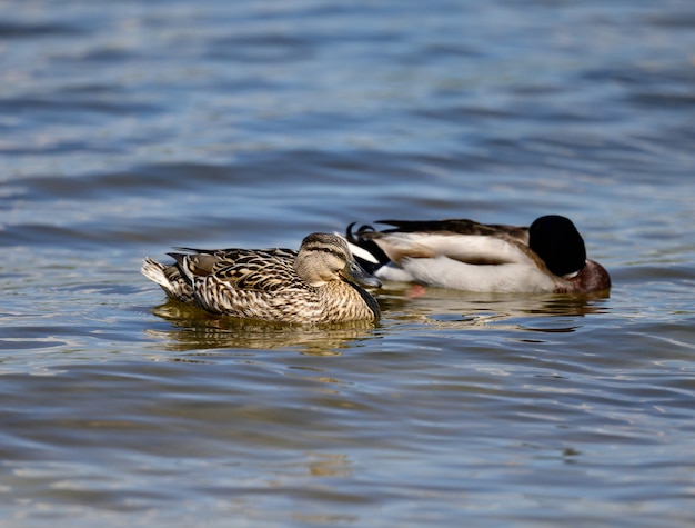 Un par de patos ánade real nada en el río Dnieper en un día de primavera