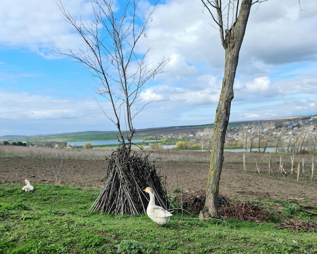 Un par de patos están parados en un campo con un lago al fondo.