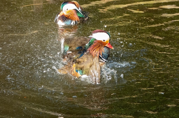 Par de patos mandarines bañándose en un estanque Aix galericulata