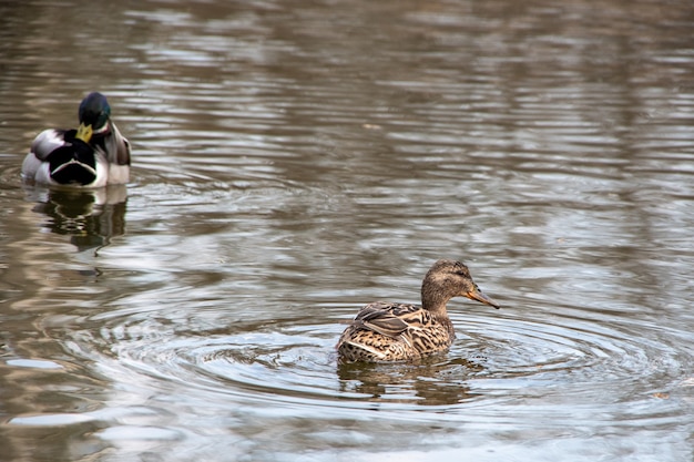 Un par de patos muy hermosos nada en el agua, un pato busca comida, el segundo pato limpia las plumas. Enfoque selectivo