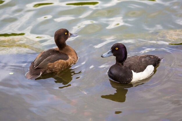 par de patos pato copetudo flotando en un lago.