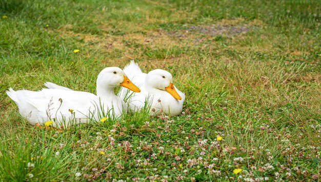 Par de patos de Pekín blancos sobre hierba verde Mascotas de rango libre Lugar para texto