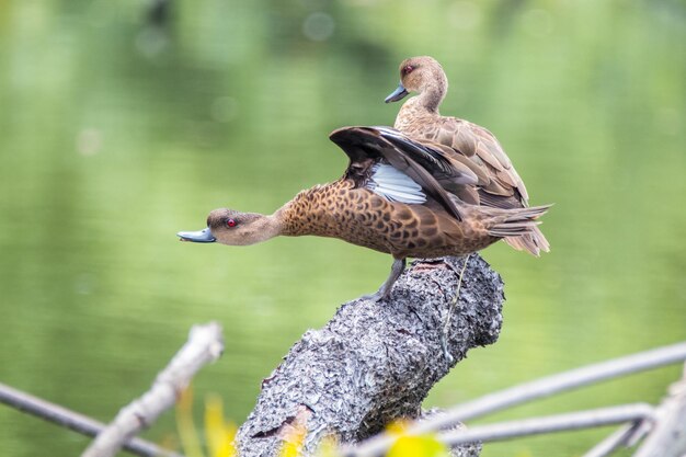 Foto un par de patos en la rama