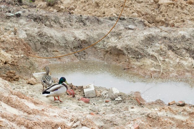 un par de patos salvajes cerca del agua sucia con mucha basura como problema ecológico