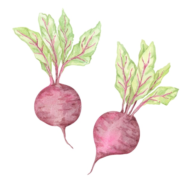 Un par de pequeñas remolachas de acuarela con bulbos magenta distintos y follaje verde Clipart de verduras de remolacha para gráficos de blogs de comida
