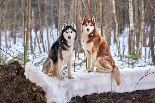 Un par de perros huskies siberianos se sientan en un árbol caído en el bosque de invierno