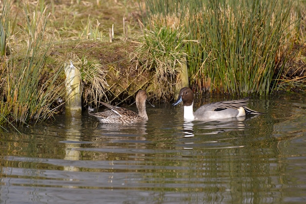 Un par de Pintail del Norte (Anas acuta) en Londres