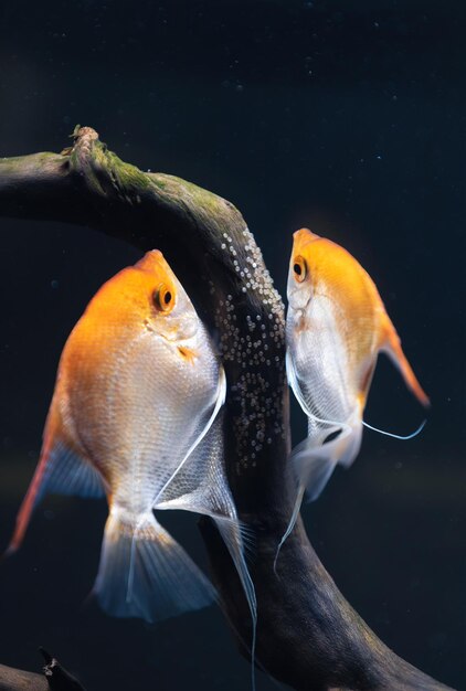 Un par de Pterophyllum Scalare dorados en un acuario ponen sus huevos