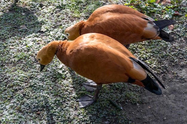 Un par Ruddy Shelduck o Brahminy Duck Tadorna ferruginea