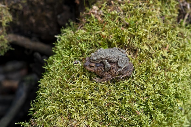 Par de sapos comunes en amplexus entre musgo