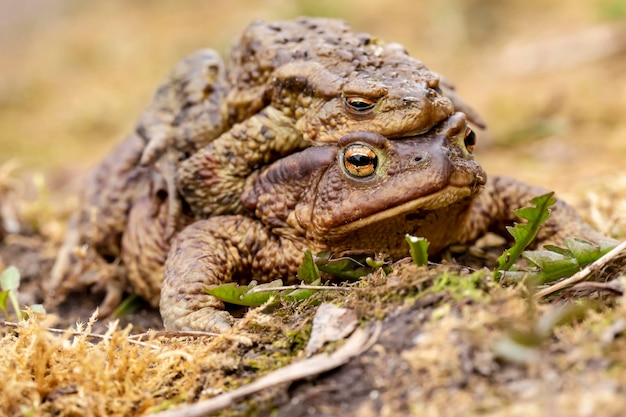 Un par de sapos comunes Bufo bufo durante la temporada de cría al aire libre