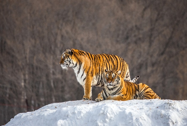 Par de tigres siberianos en una colina nevada