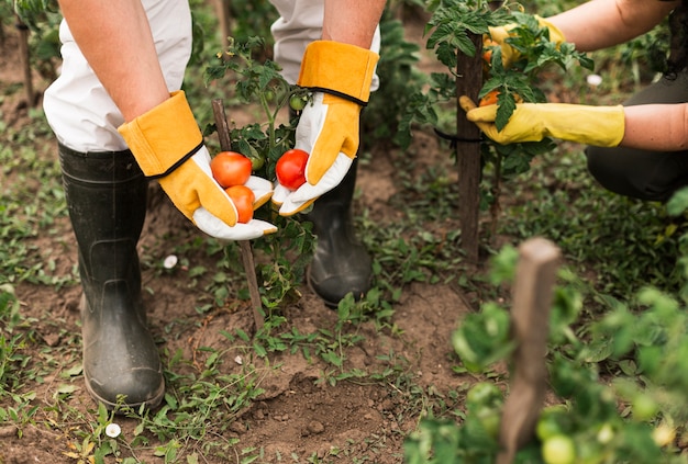 Par velho, colher tomates